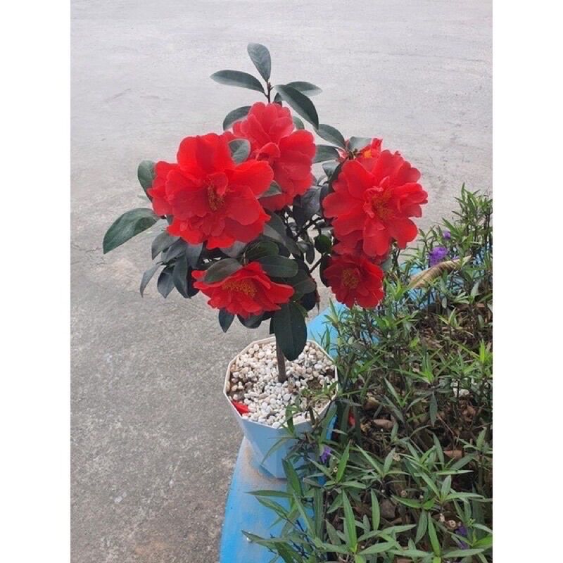 Cây giống nhài Nhật hoa đỏ