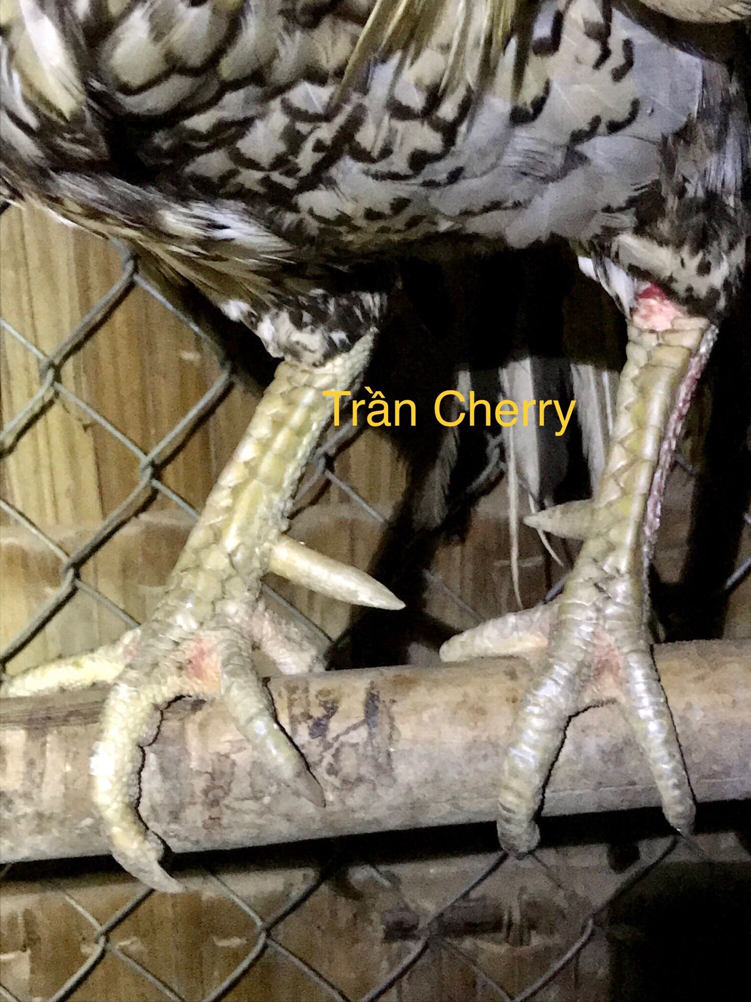 05 trứng gà đá ấp nở con (1)