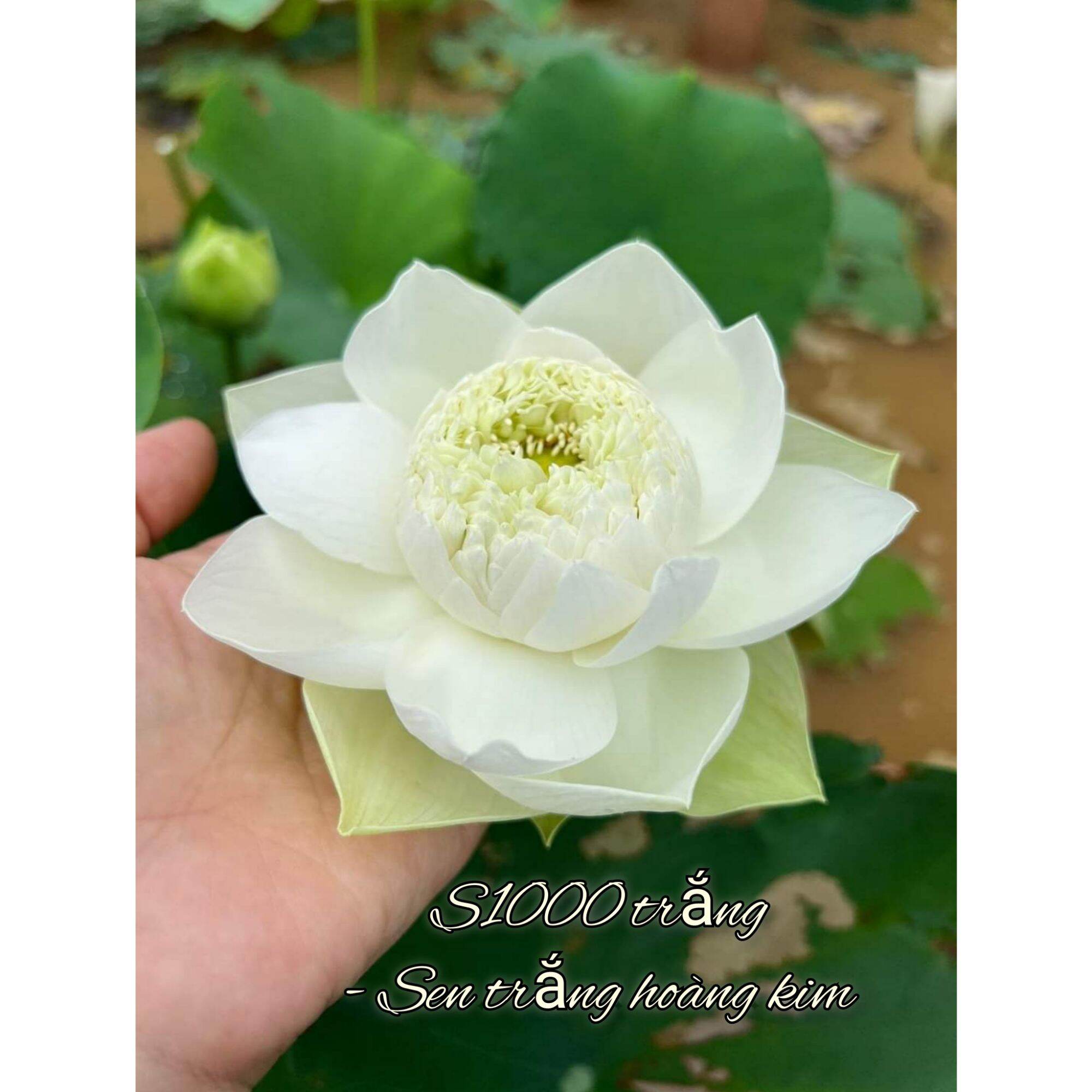 Củ sen giống nghìn cánh trắng ( trắng hoàng kim )