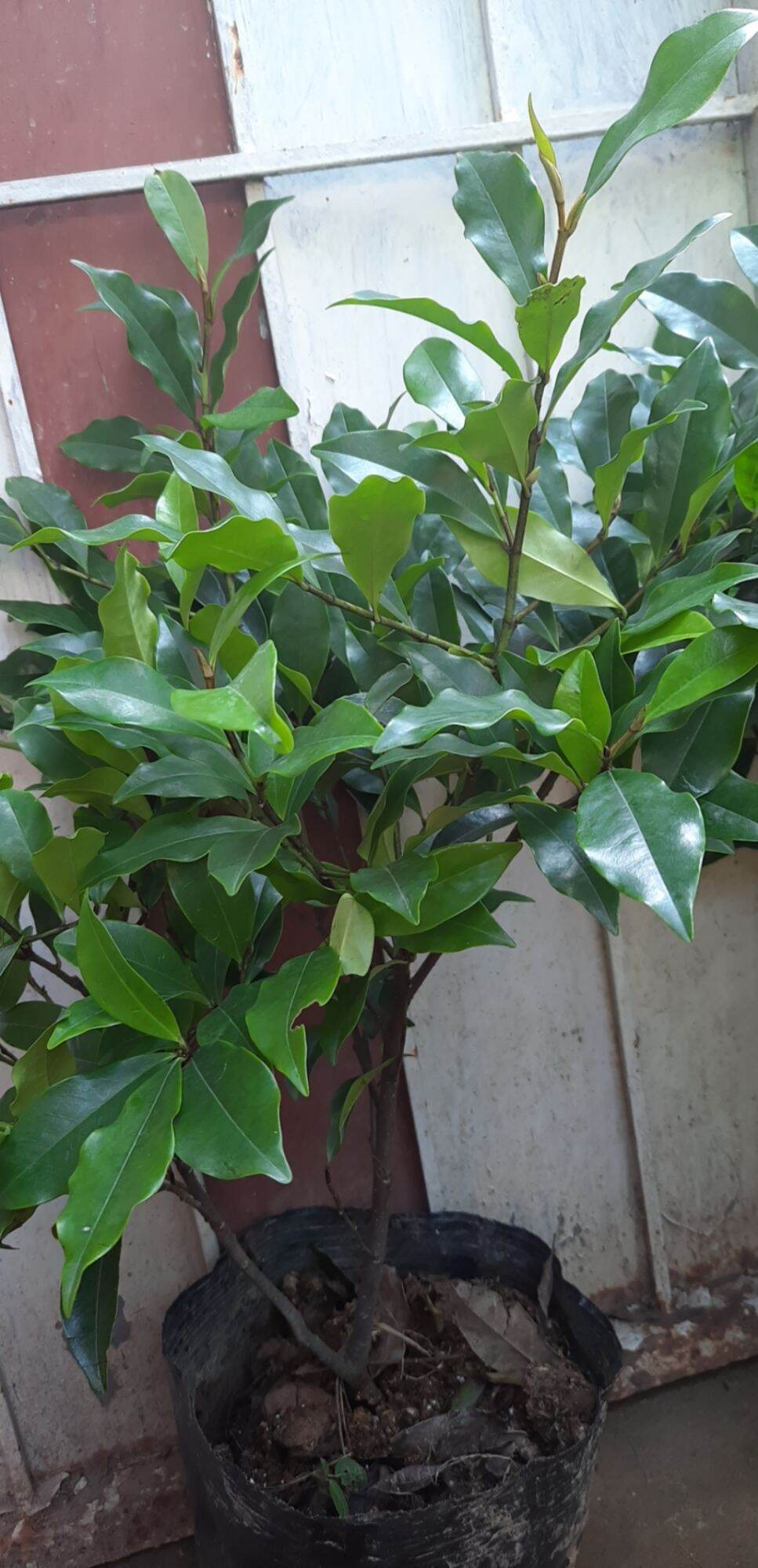 CÂY HOA LAN TIÊU cao trên 70cm