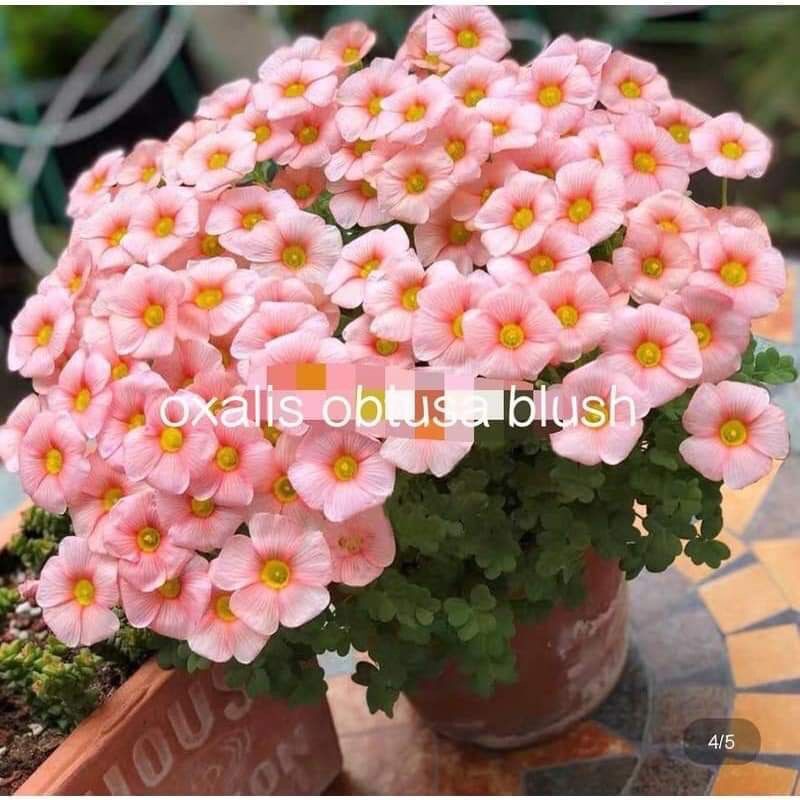 củ hoa oxalis (combo 5 củ)