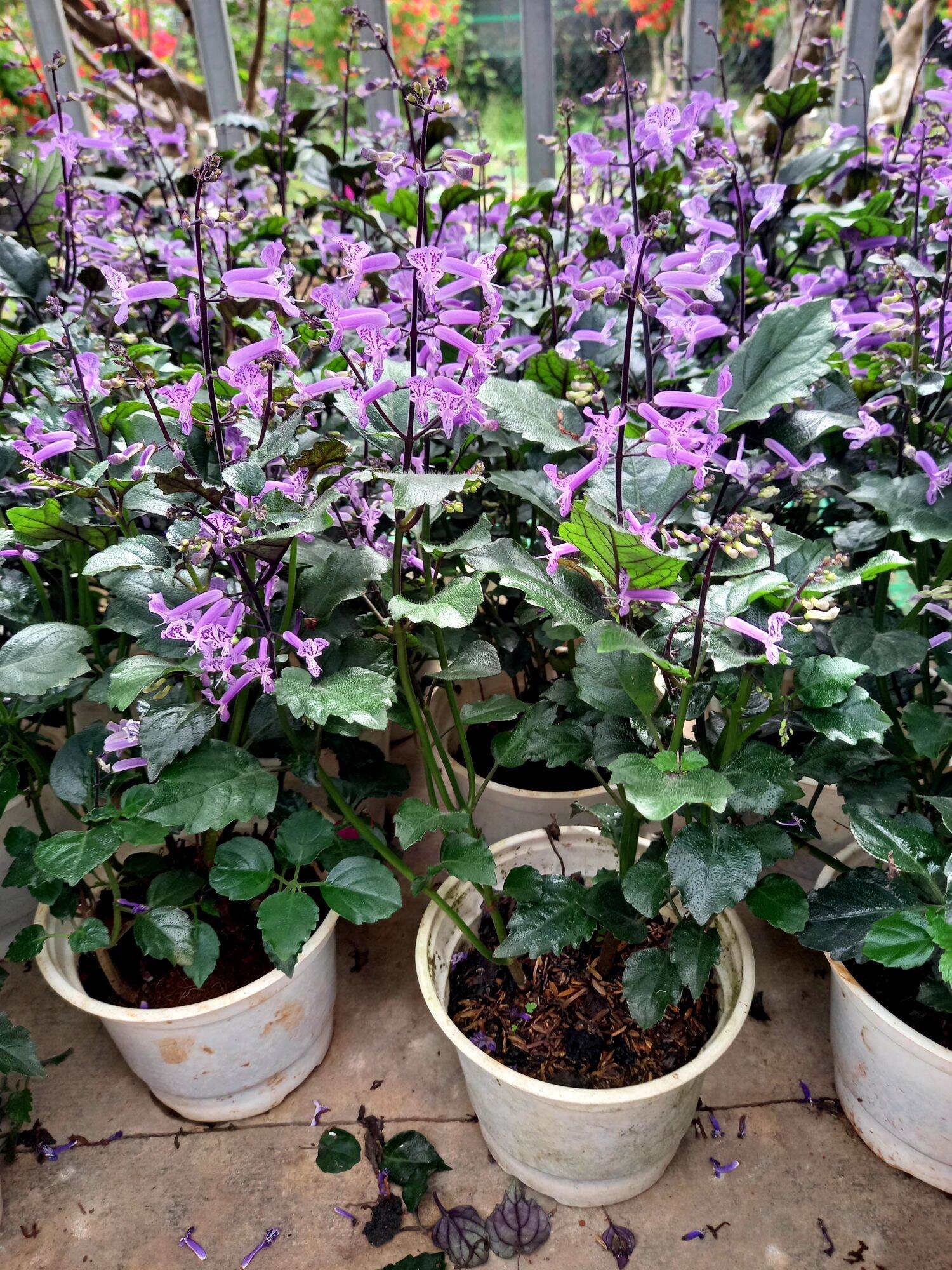 cây hoa lavender