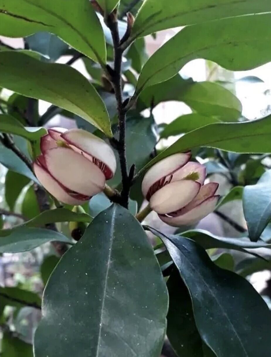 Hoa Lan tiêu giống