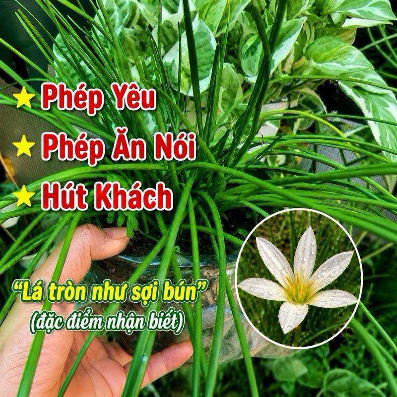 Ngải Nàng Sắc – Hút Khách, Tăng Lộc-Người dưng thành người Thương-Khách lạ thành khách quen, Cây Giống bên Cam đem về-Lá Tròn Dài Dạng Sợi Bún.”