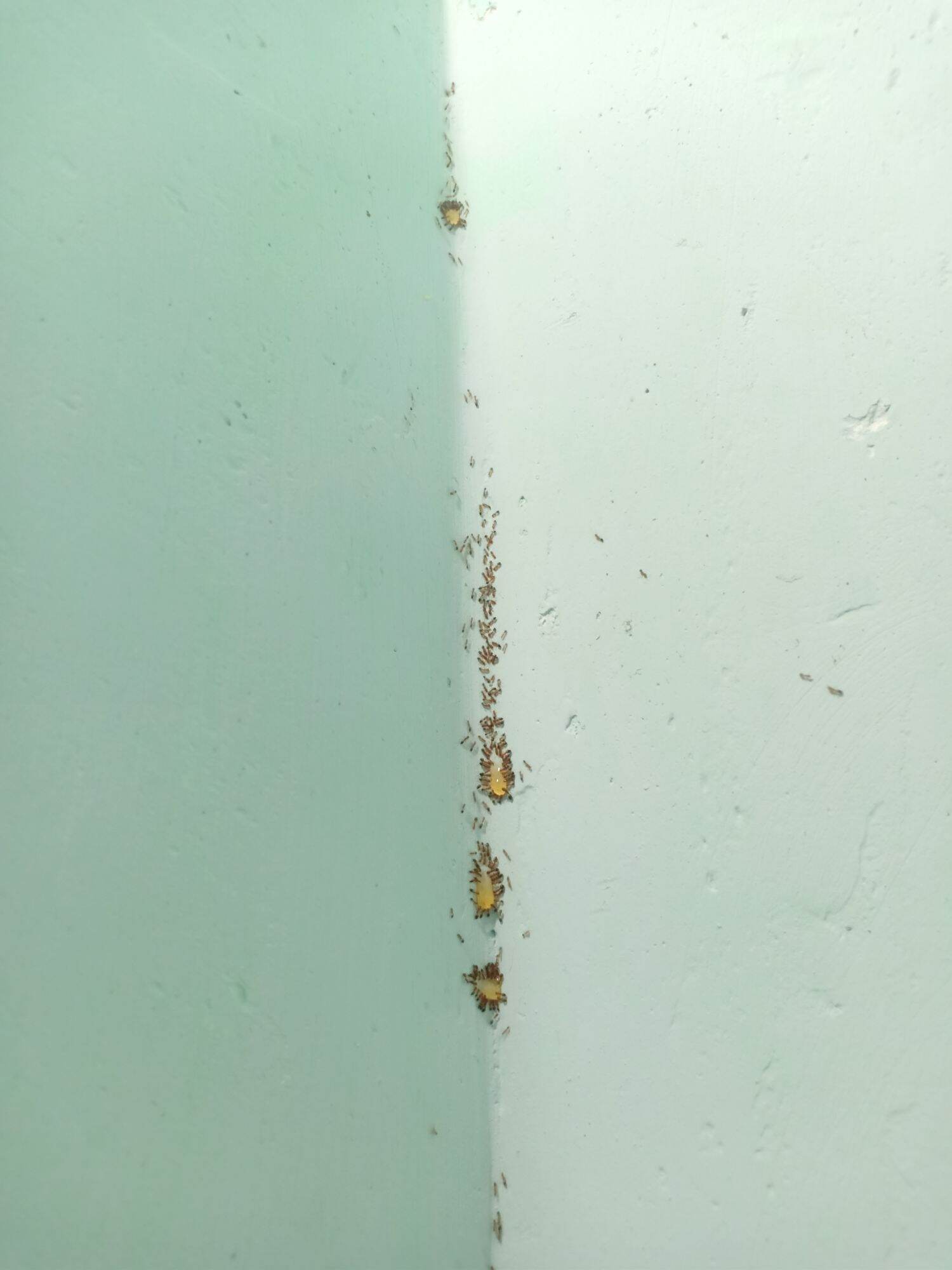 Bả kiến sinh học từ mật mía 🐜🐜🐜