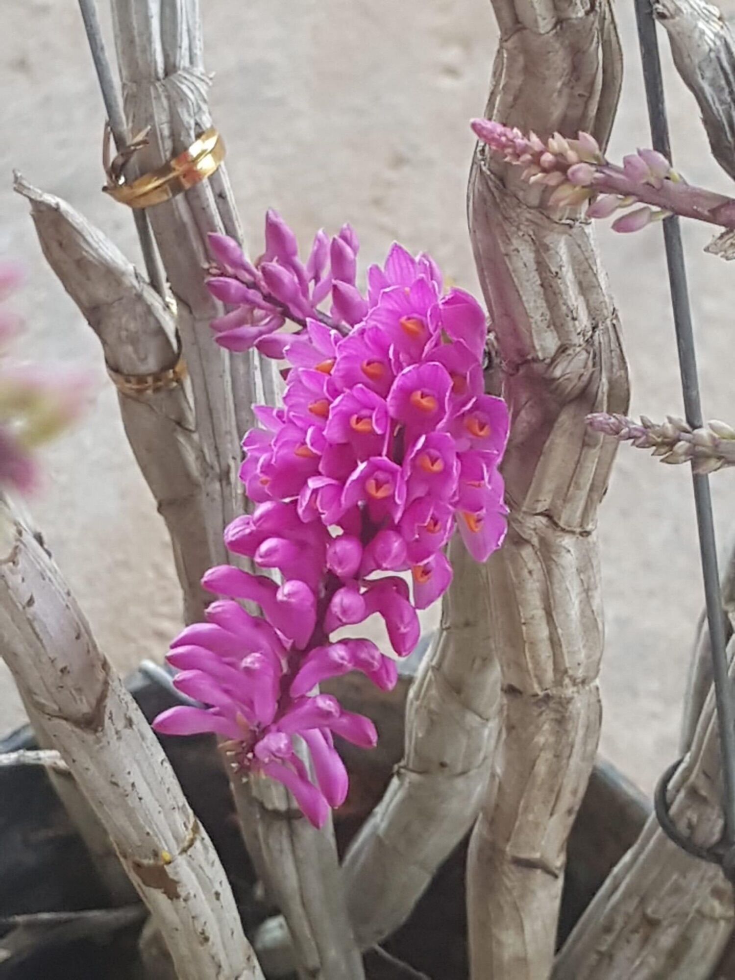 Hoa lan báo hỷ