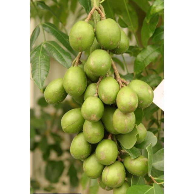 Cây Giống Cóc Thái Lùn Siêu Trái
