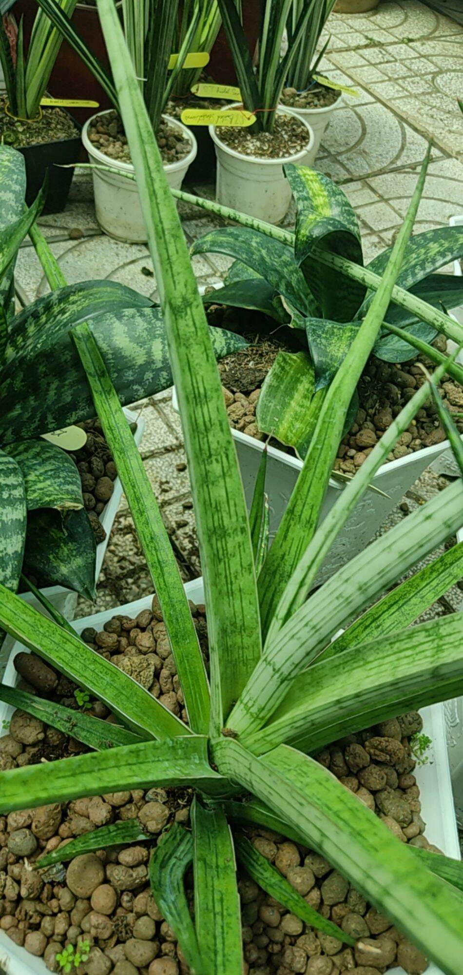 Cây Lưỡi hổ - Sansevieria Narin