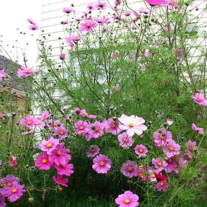 Hạt Giống Hoa Sao Nhái(gói 100 hạt)