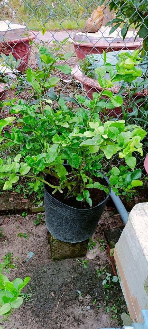 Cây giống chanh thái( chanh chúc lỡ) .