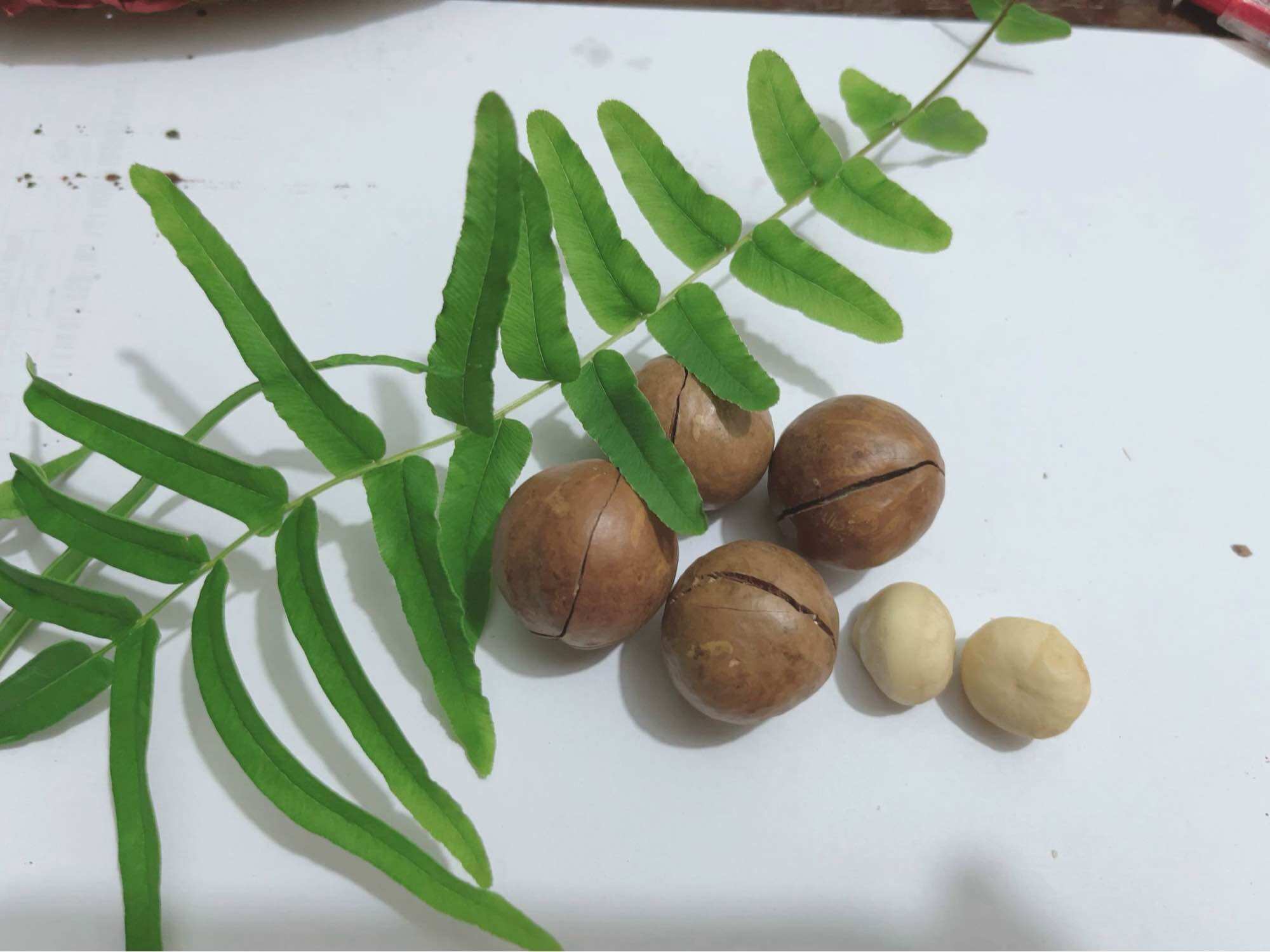 500gr hạt mac ca dinh dưỡng