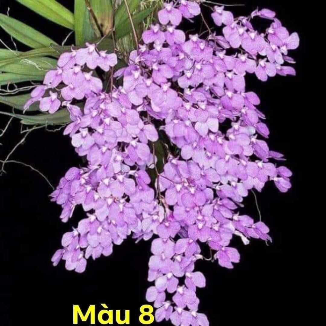 Hoa lan vũ nữ hàm cá mập