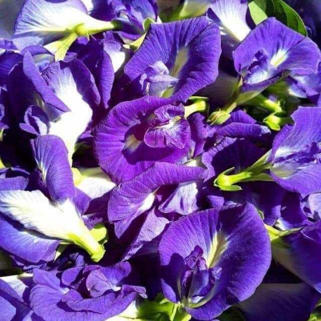 Hoa Đậu Biếc Sấy Khô 100g