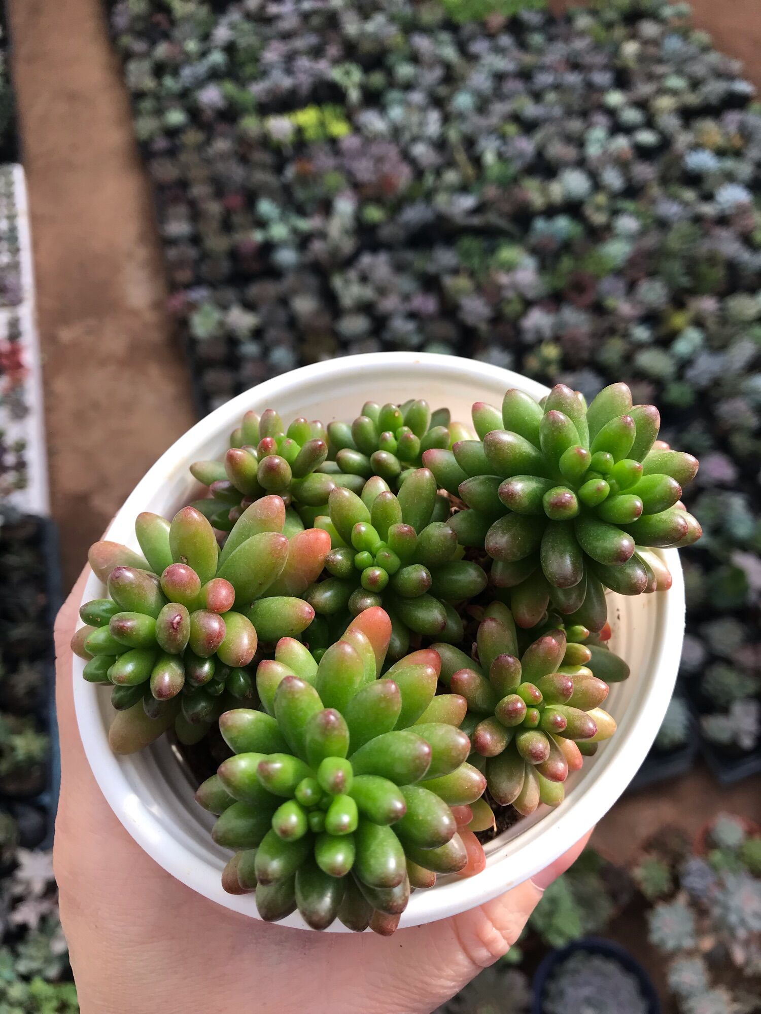 Sen đá thạch ngọc cute size trung
