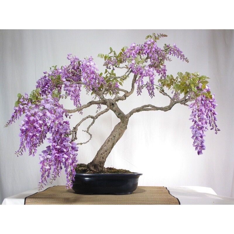 Cây hoa tử đằng (1 bầu cây giống)