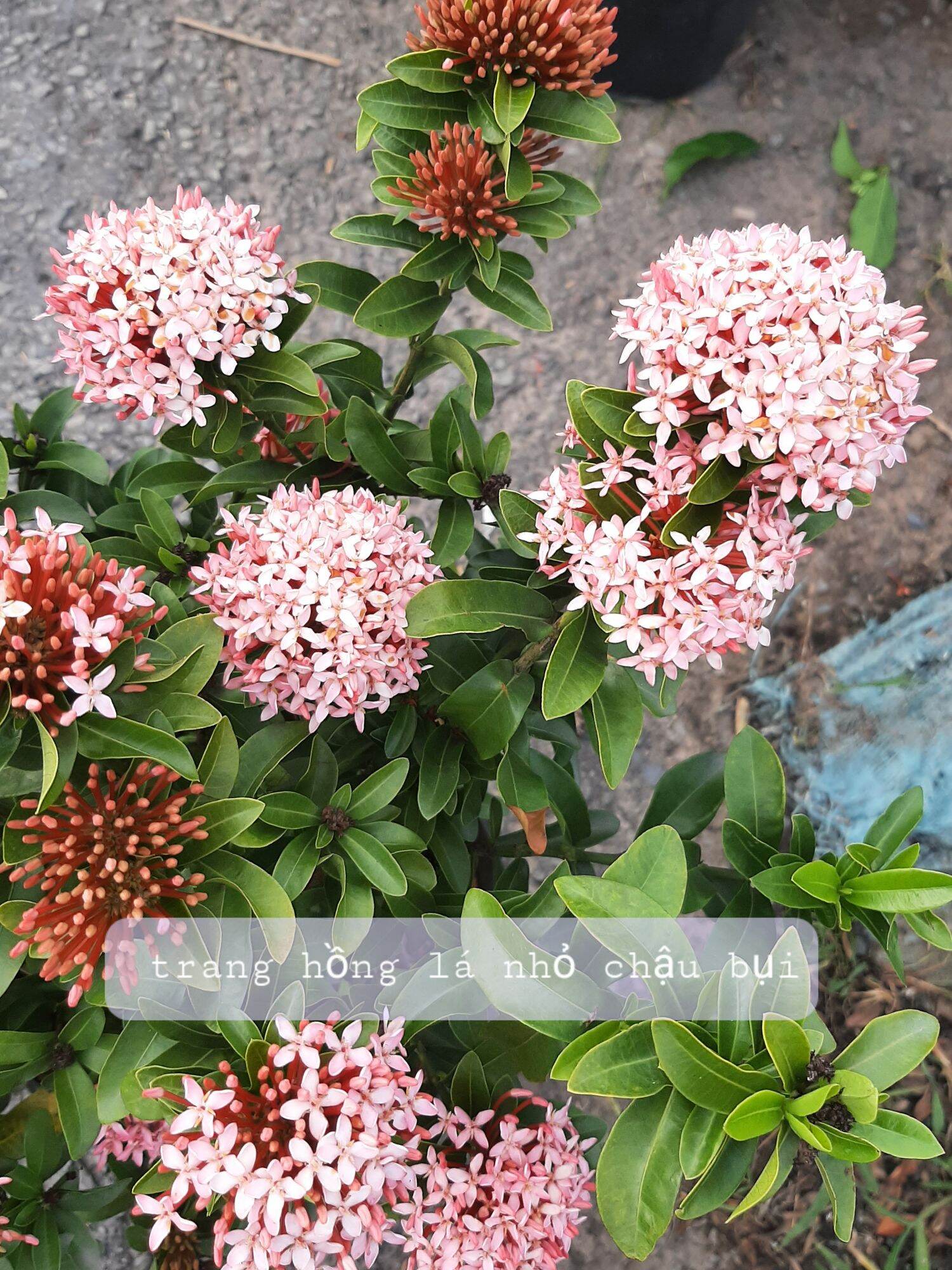 _ Bong Garden_ Cây Trang Hồng Lá nhỏ chậu bụi siêu hoa, cây già rễ khỏe, siêng hoa quanh năm dễ trồng