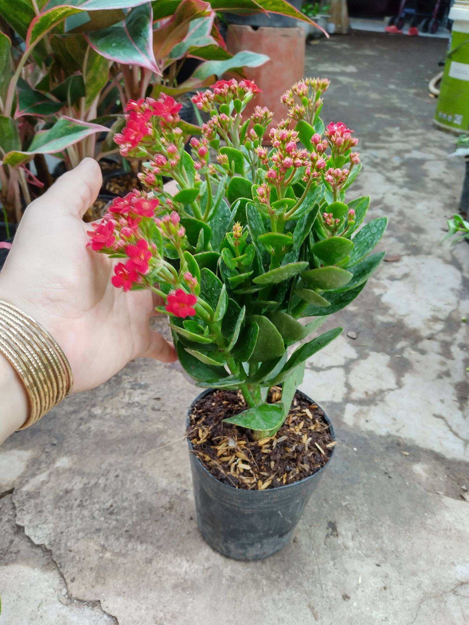 Cây hoa Sống đời kép siêu hoa