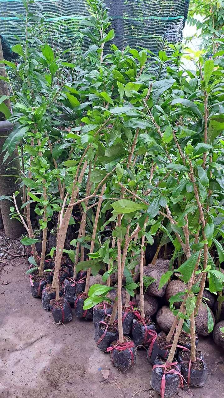 Cây giống đào tiên