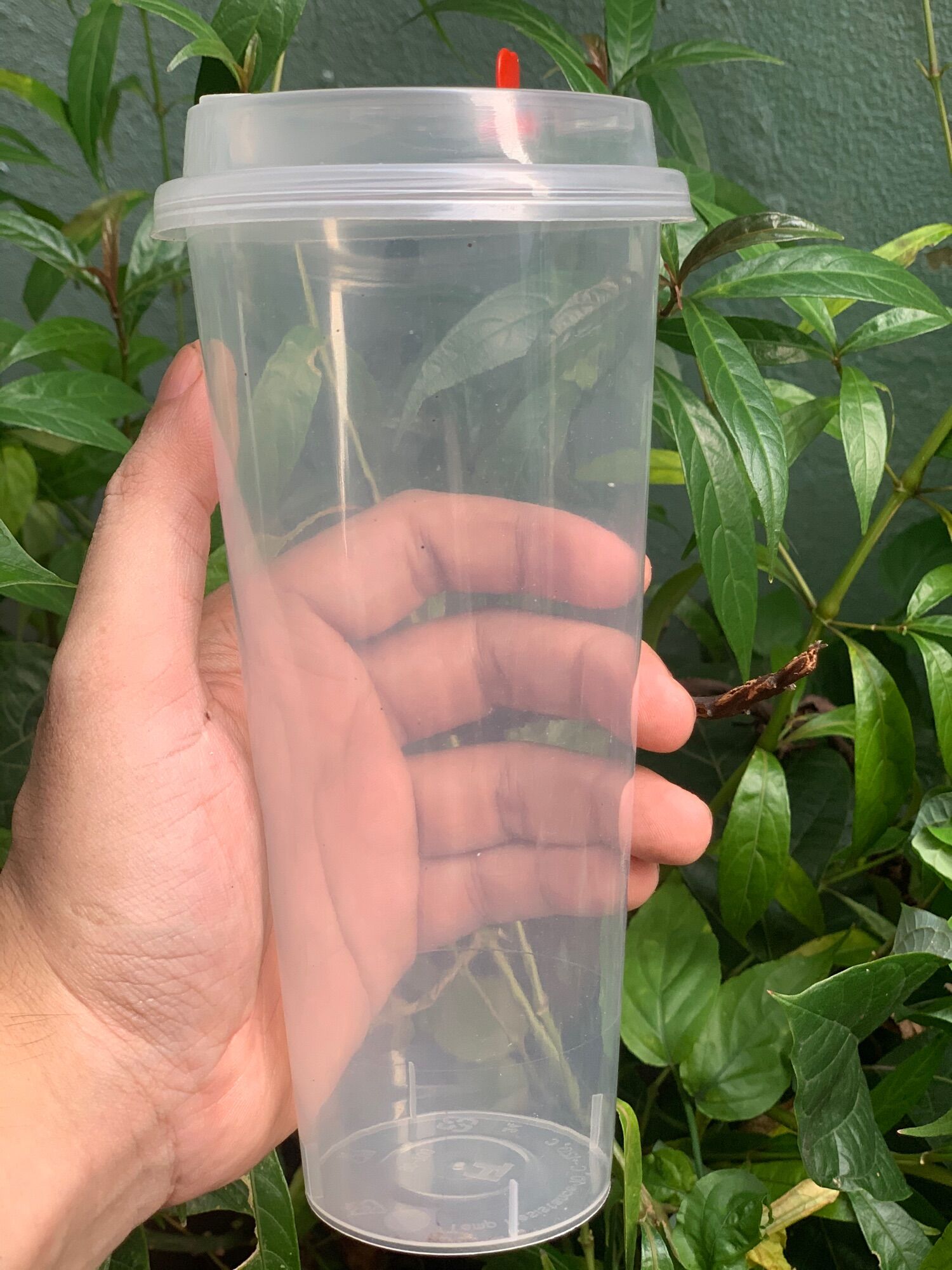 Hot combo ly nhựa pp cứng 700ml 50ly + 50 nắp tim