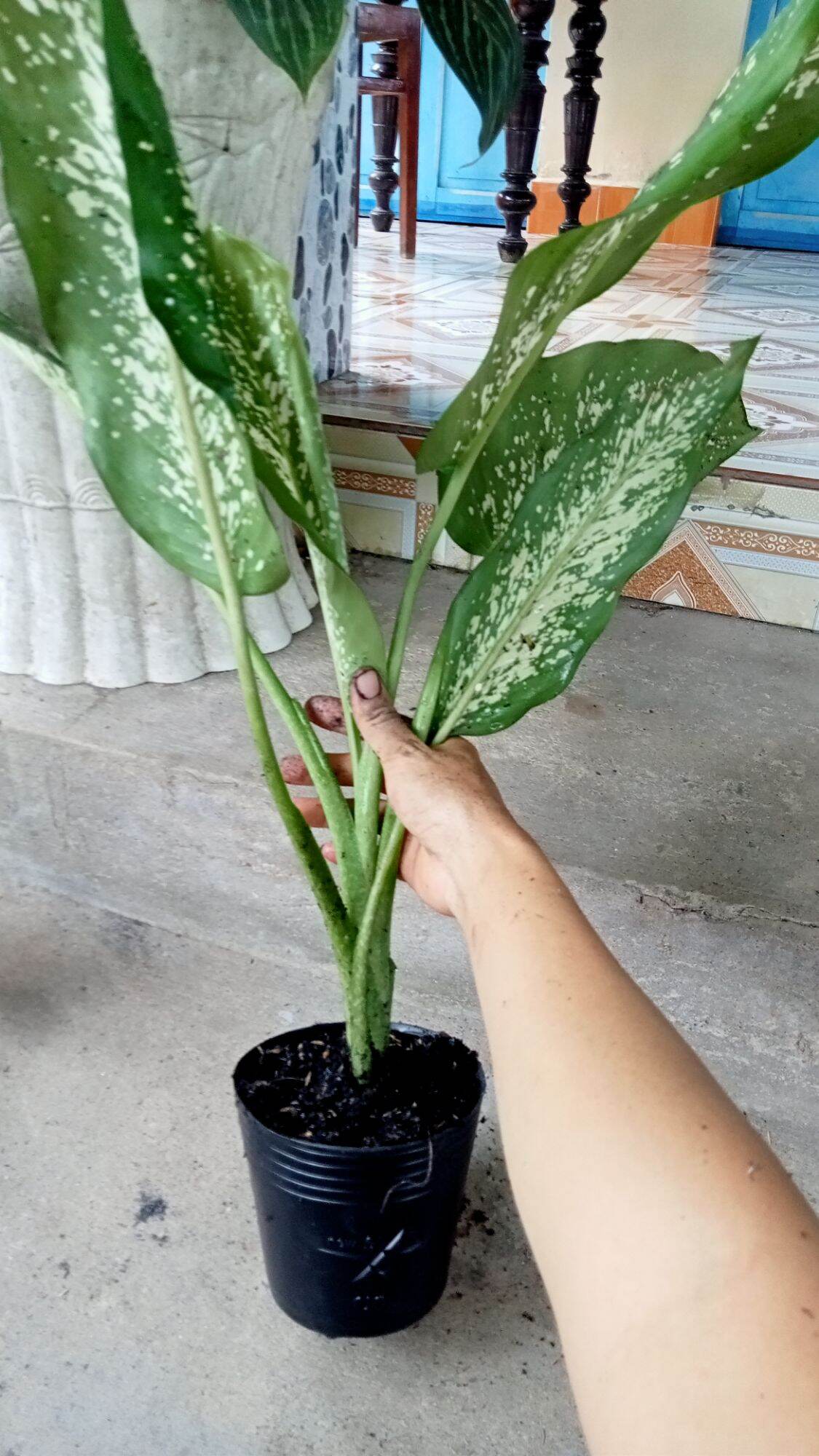 CÂY VẠN NIÊN THANH.CÂY TO 50cm Trở lên (ảnh thật)