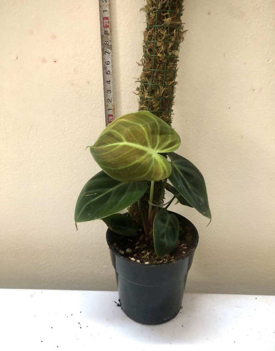 Cây lá kiểng  Philodendron El Choco Red