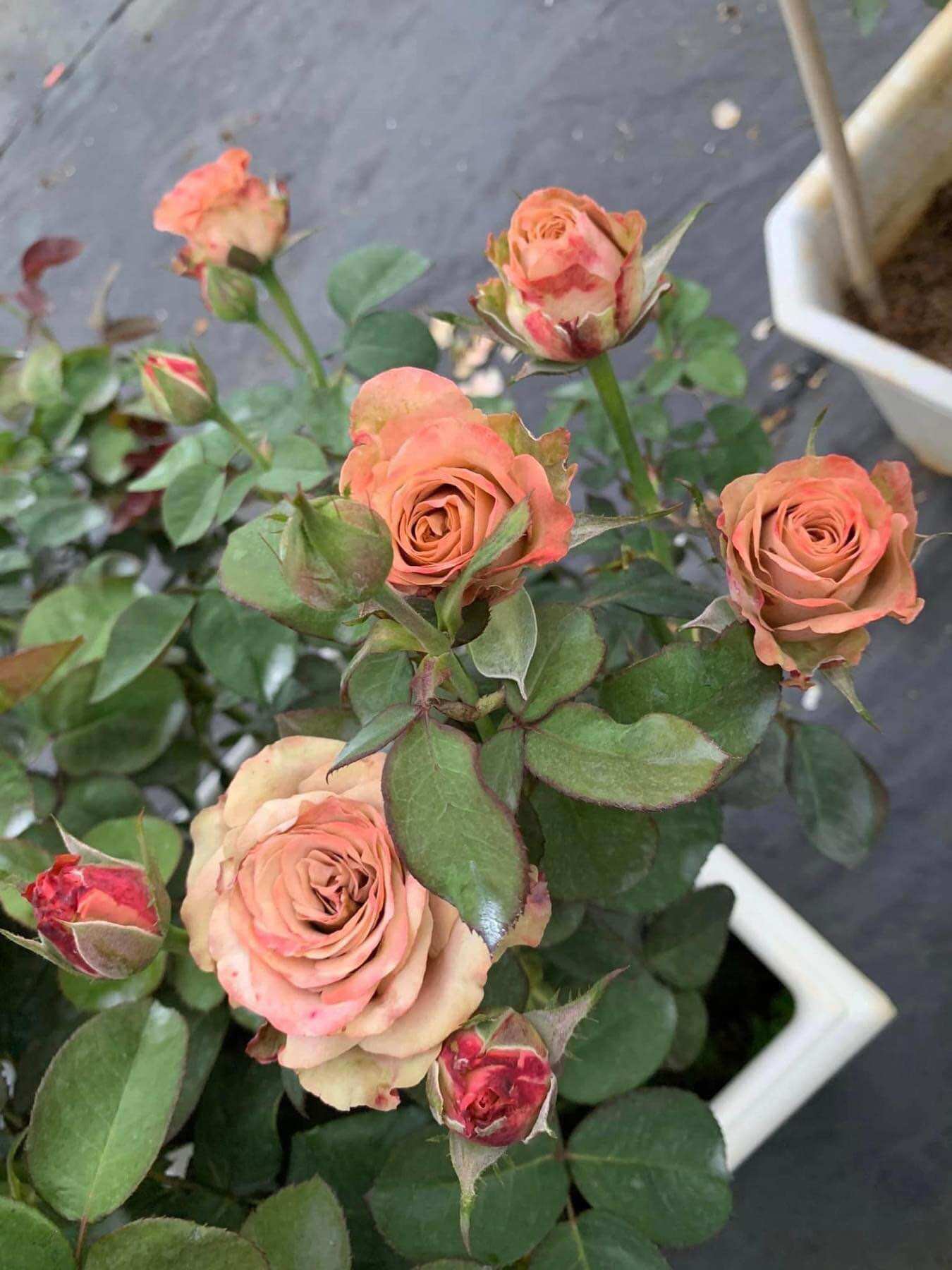 Hoa hồng Capuchino Rose - hồng bụi, hoa thơm