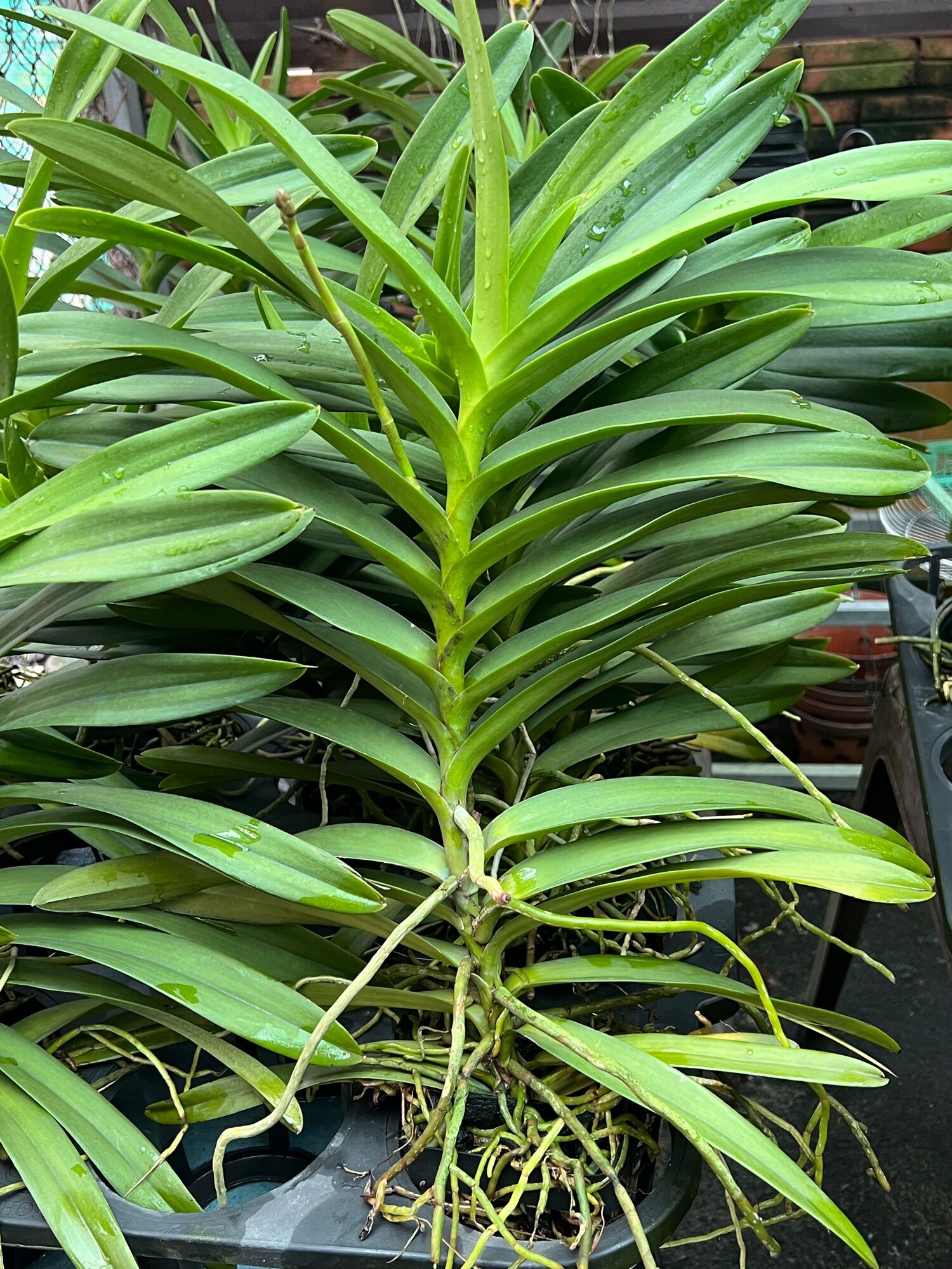 Hoa Lan Vanda lai cây trưởng thành