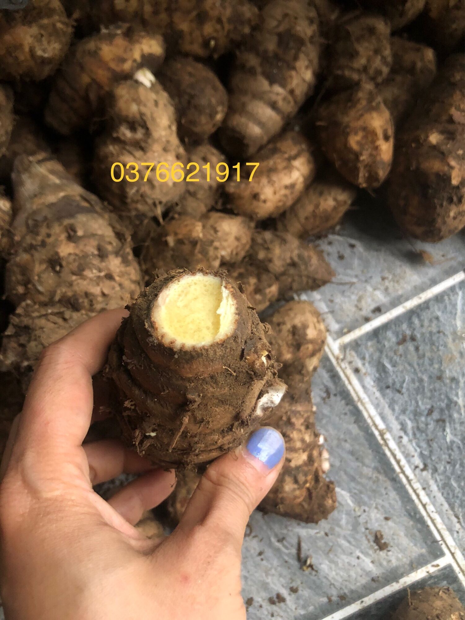 Nghệ đen và nghệ trắng tươi 1kg