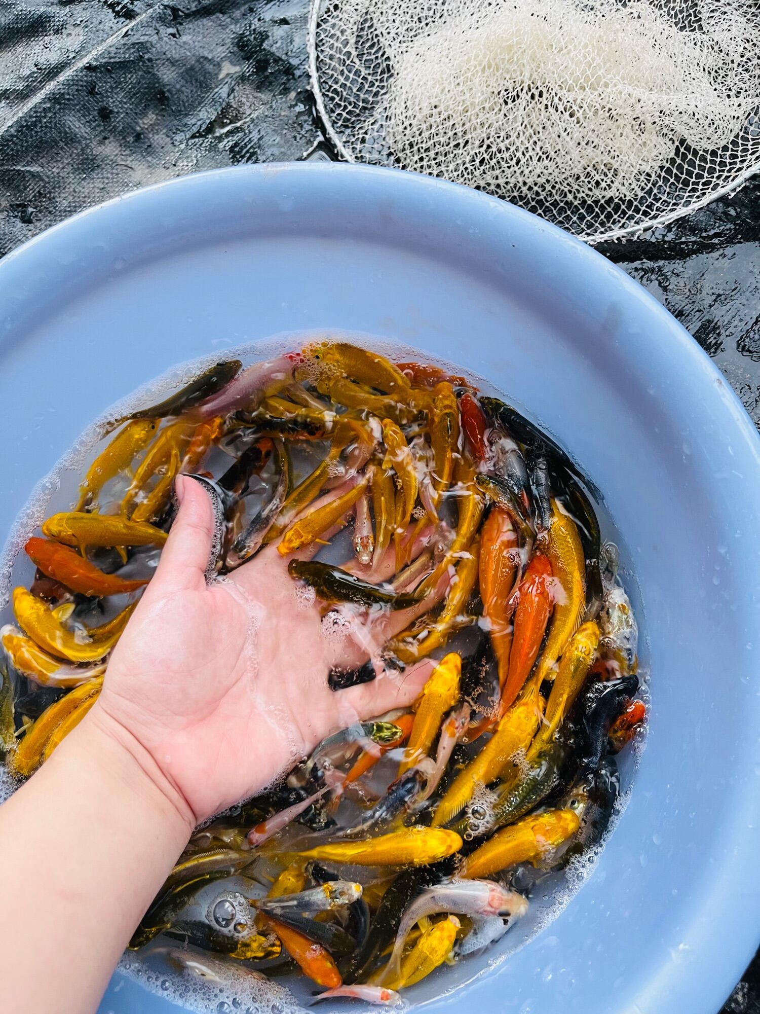 CÁ KOI MINI HÀNG F1 CHUẨN KHOẺ