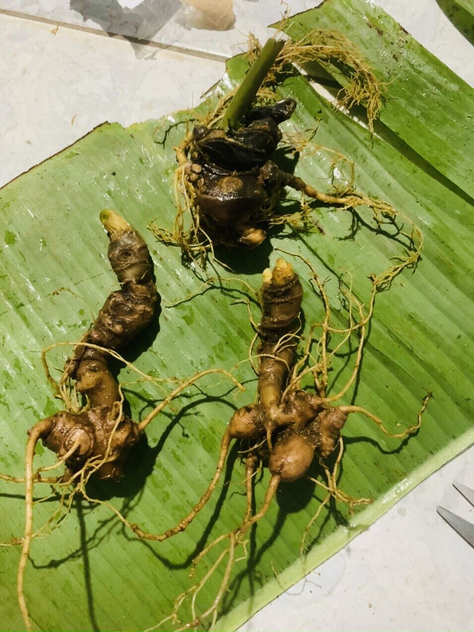 SÂM NGỌC LINH NGÂM RƯỢU MEN LÁ