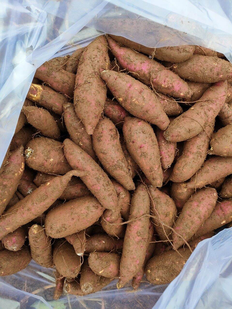 Khoai lang mật tươi ,chuẩn tà nung.5kg