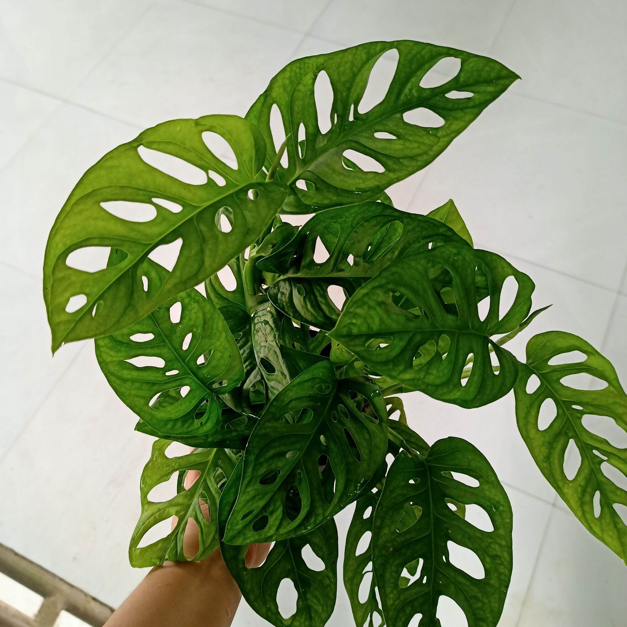 Cây trầu bà lỗ - Trầu bà cửa sổ - Summer Garden