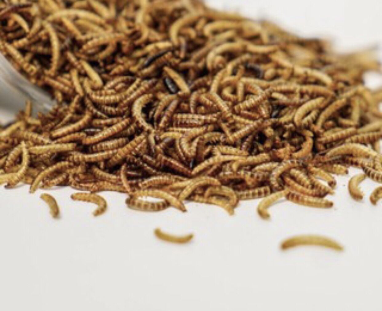 Sâu gạo cho hámter, sóc, nhím kiểng,…