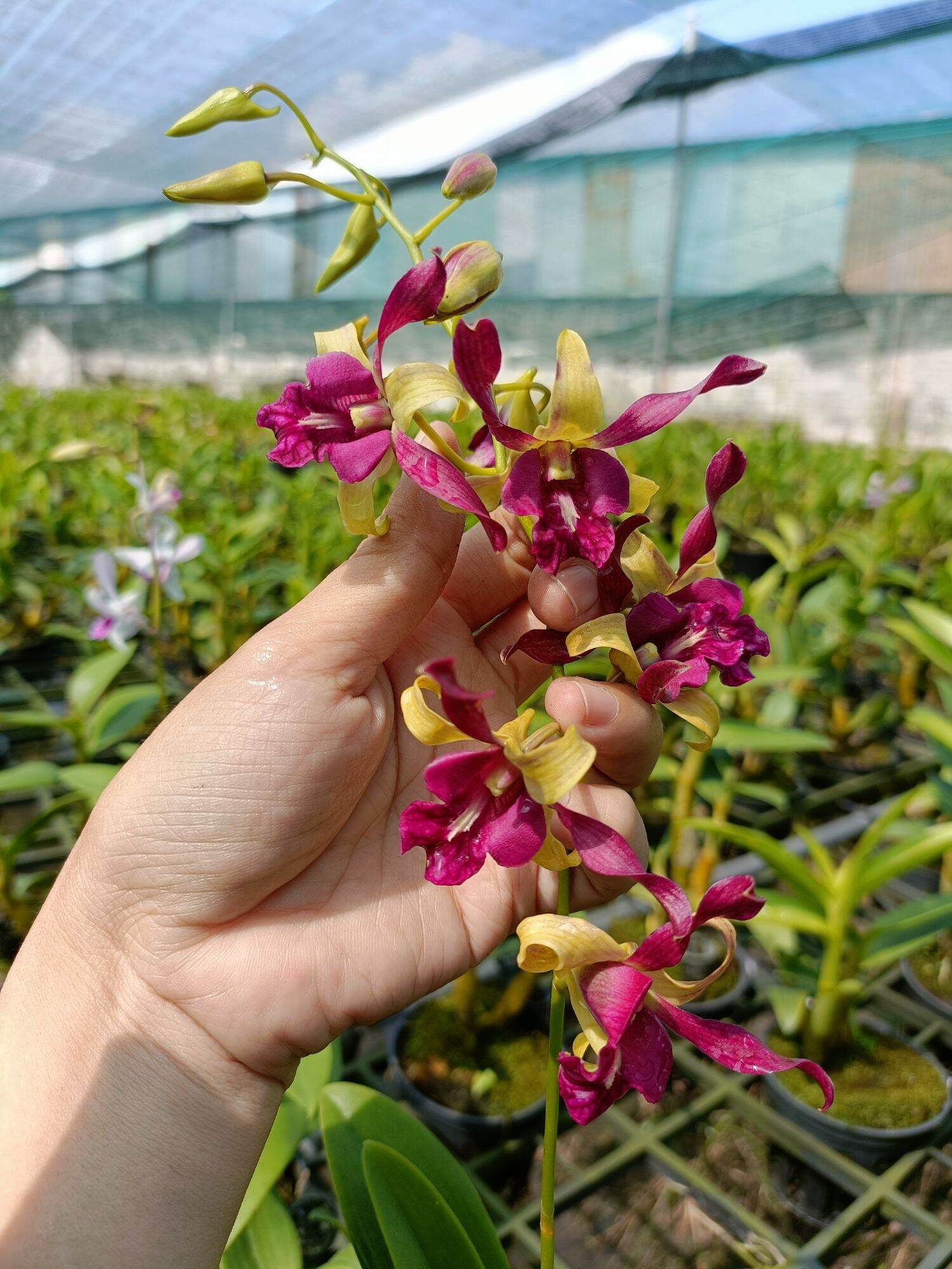 Hoa lan denro nắng sing carol trưởng thành sắp hoa