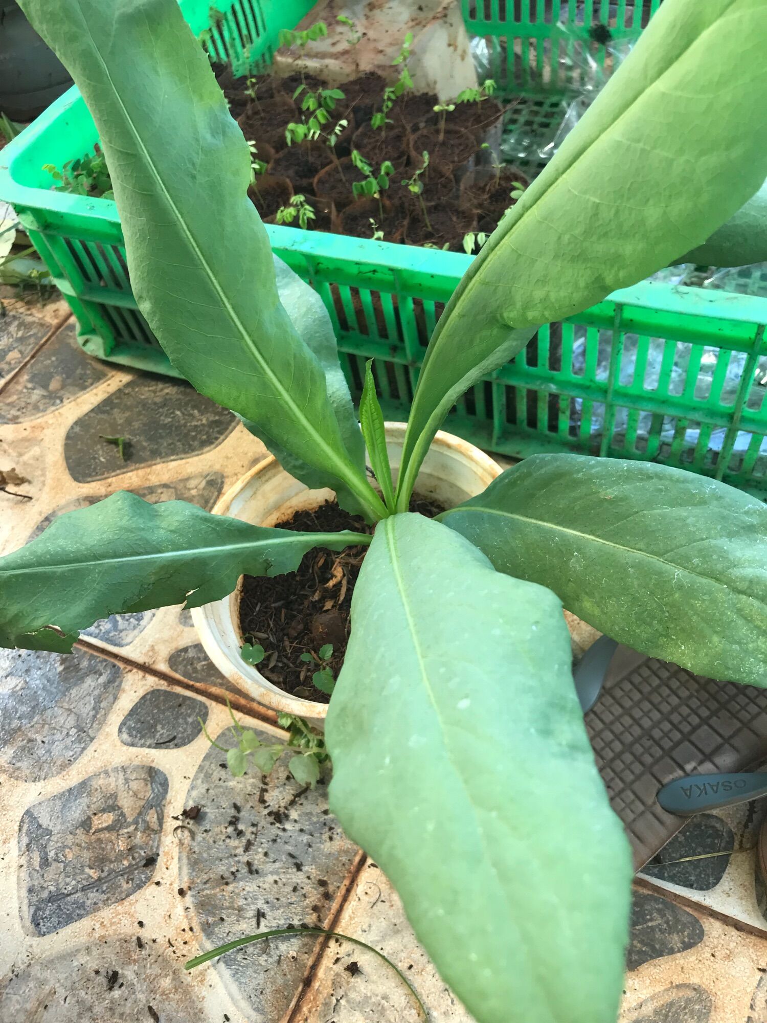 Hạt giống Bồ Công Anh lá to