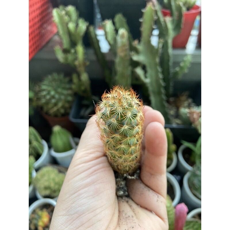 Xương Rồng Mami Đỏ 15K/Cây