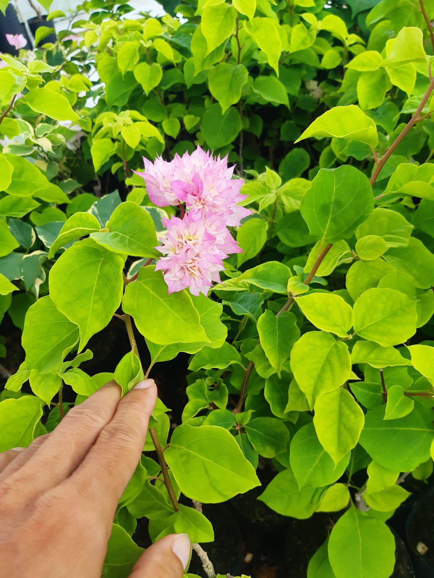hoa giấy kép phớt hồng (cây đang hoa)