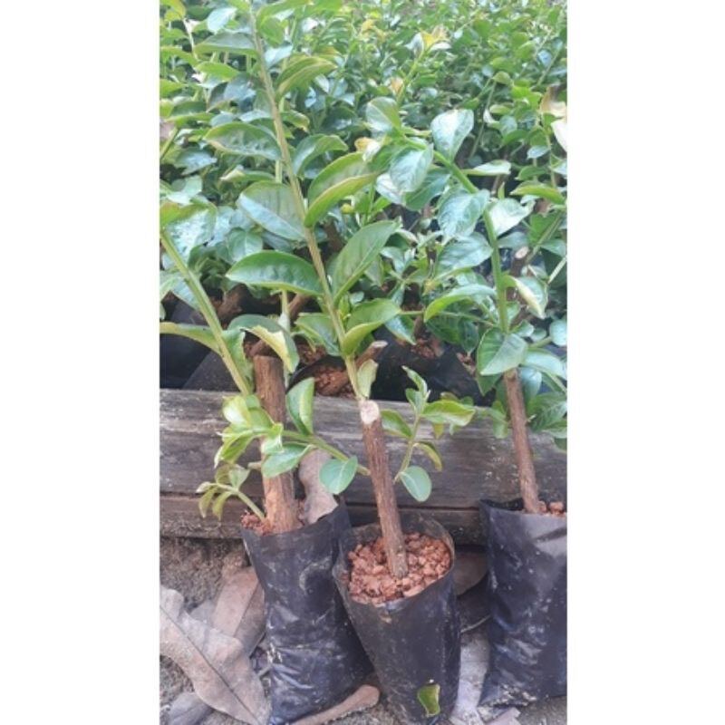 cây giống hoa tường vy