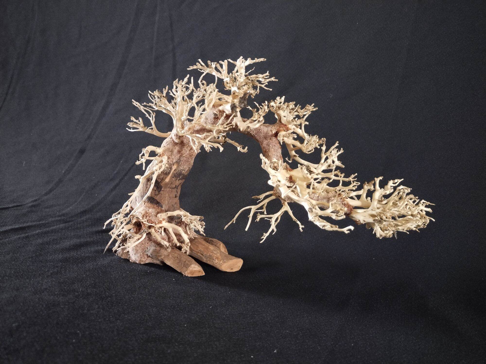 Bonsai thủy sinh dáng đổ cho hồ cá thủy sinh < 30 cm