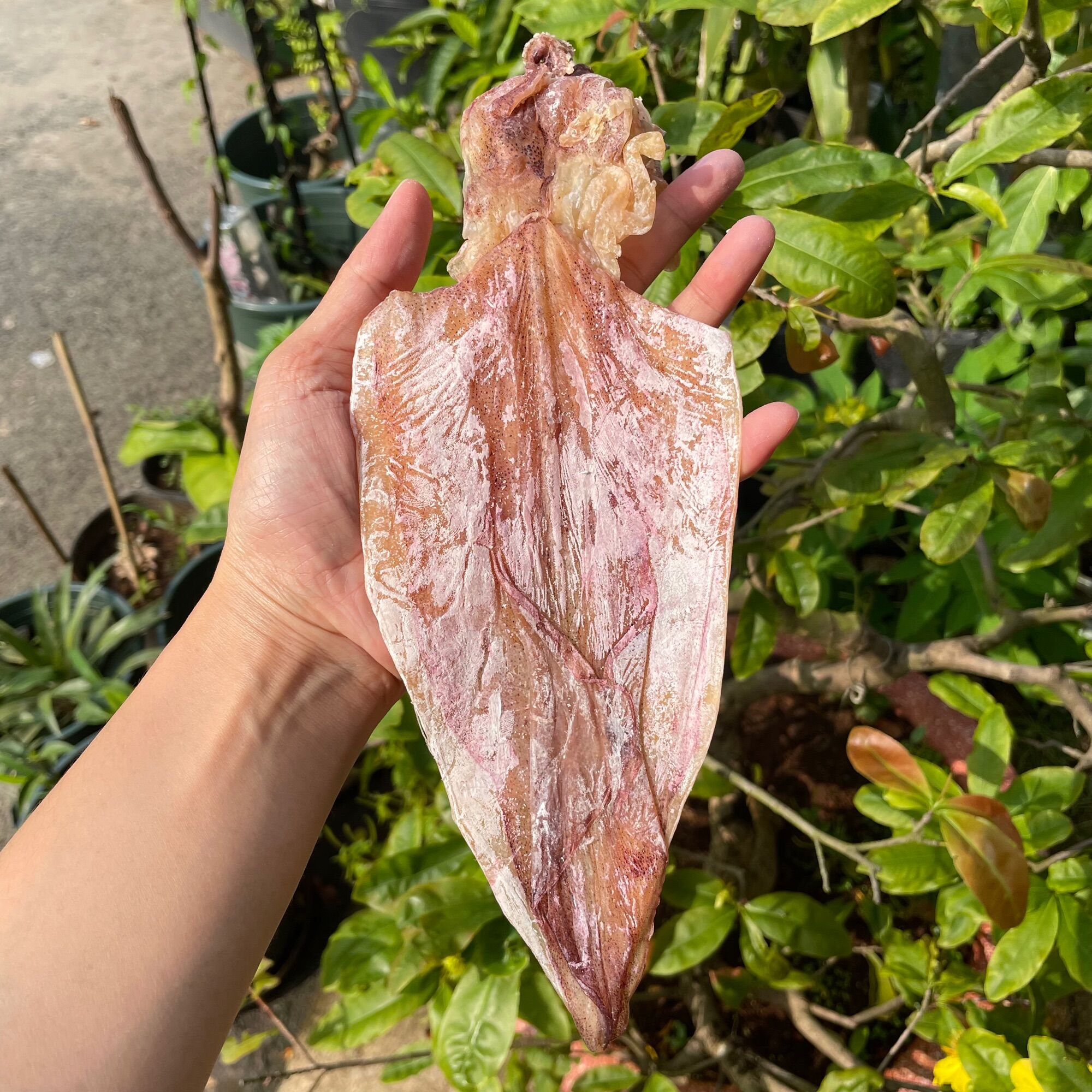 - 1ký mực khô size 20-25 con/1kg.mực khô đảo nam du