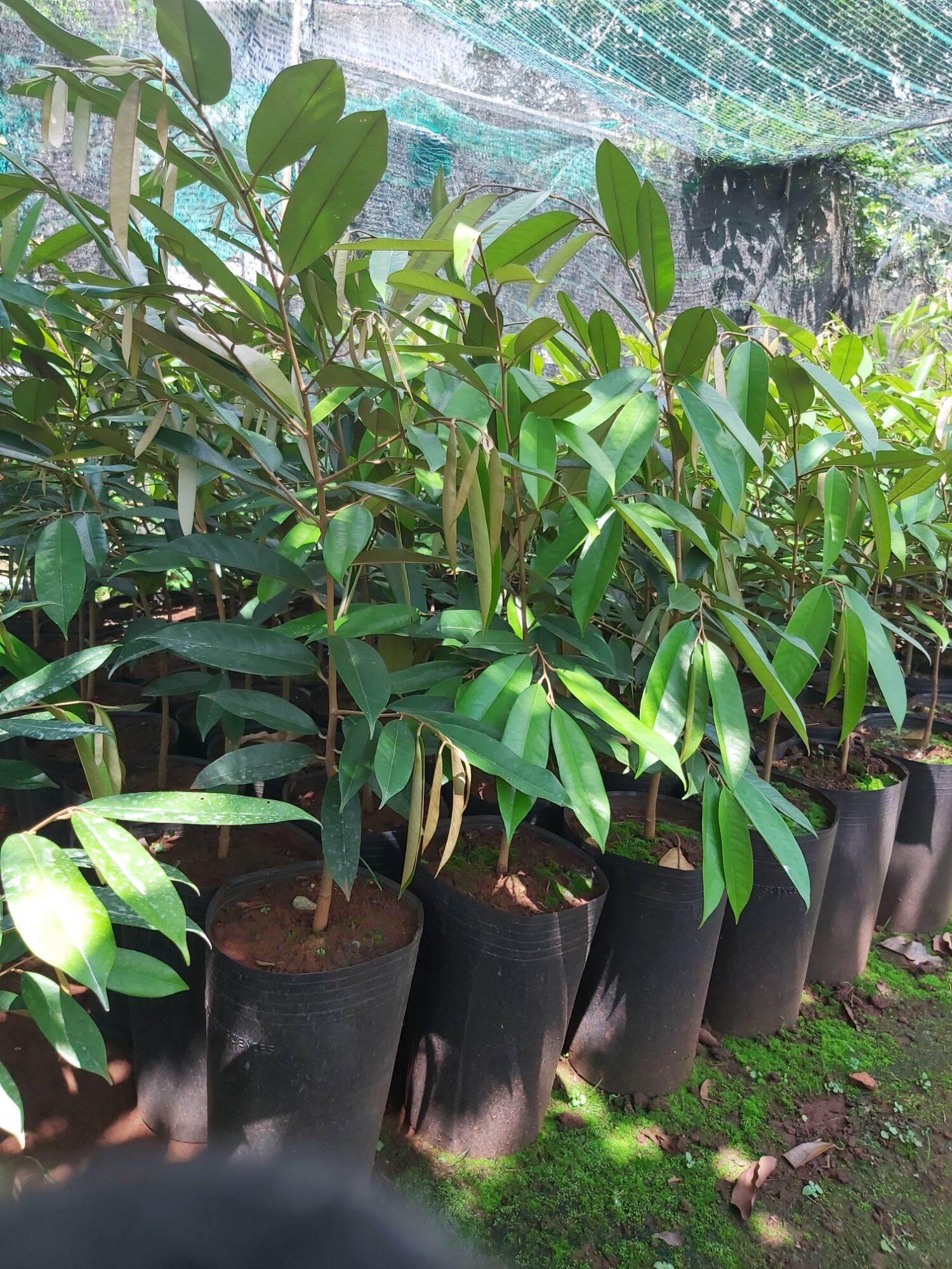 CÂY GIỐNG SẦU RIÊNG ÓC KHỈ