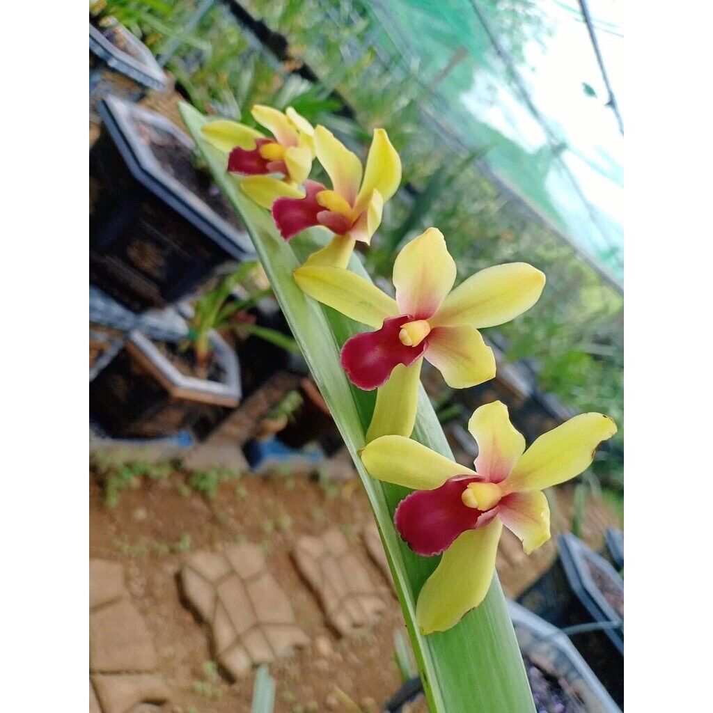 Hoa Lan kiếm thái sỉ 5k( set 5 cây )