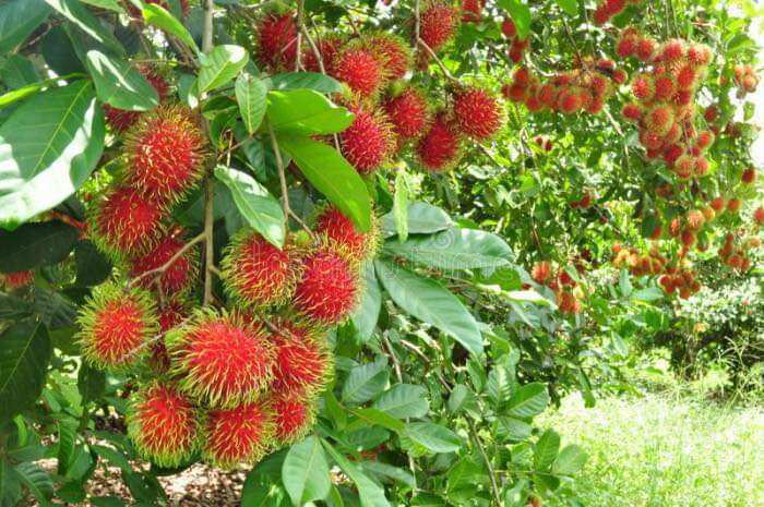 Thai Soursop Seedling, 70-140cm High, 100% Standard Variety