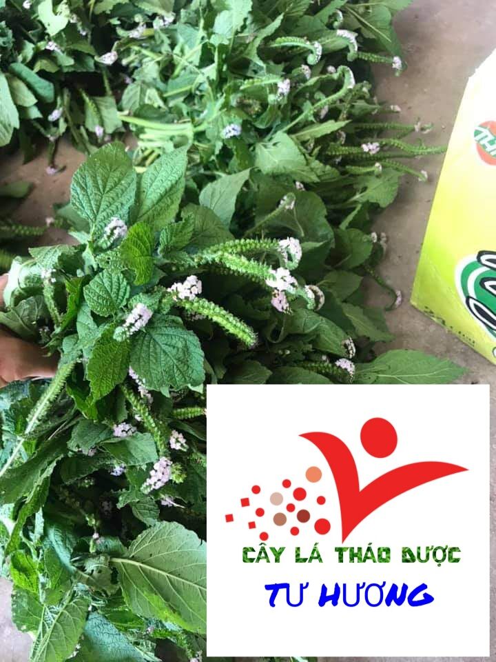 Cây vòi voi khô ở quê làm (0.5 - 3kg) viêm da cơ địa