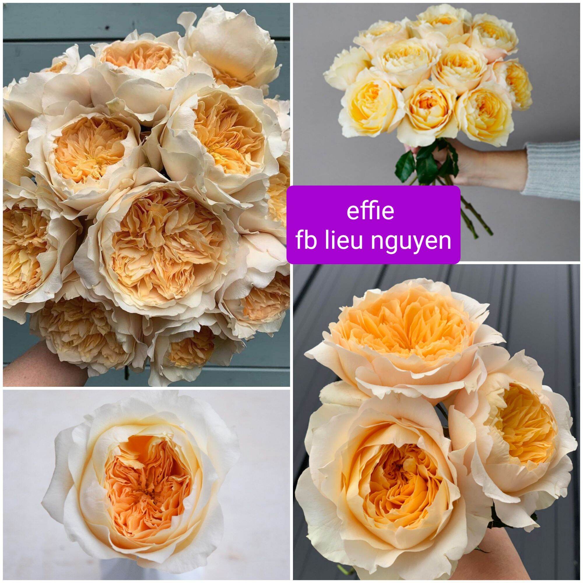 Cây giống hồng ngoại effie