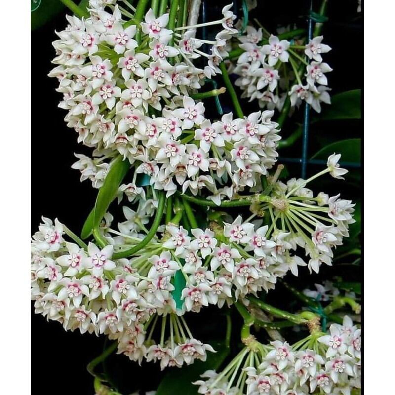 Cẩm cù Australia trắng trưởng thành sắp hoa