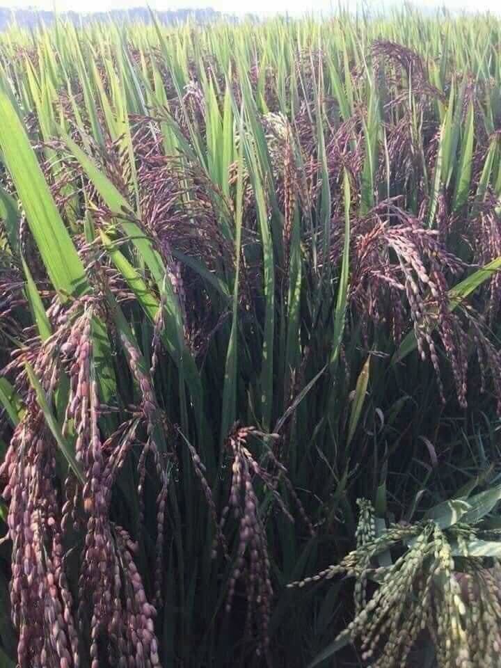 5kg gạo lứt dẻo đen Điện Biên date mới bao ăn