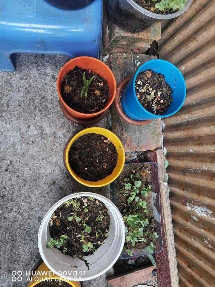 Bộ đồ chơi trồng cây cho bé (Hạt giống thật)