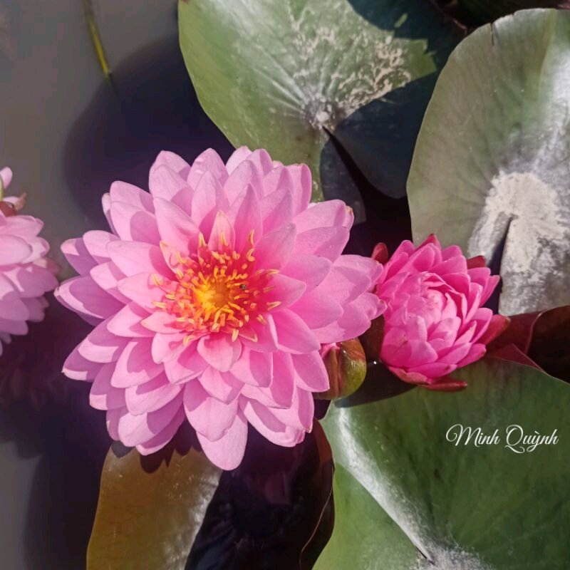 Hoa súng Thái hồng kép Wilmorat (chỉ giao miền Nam)