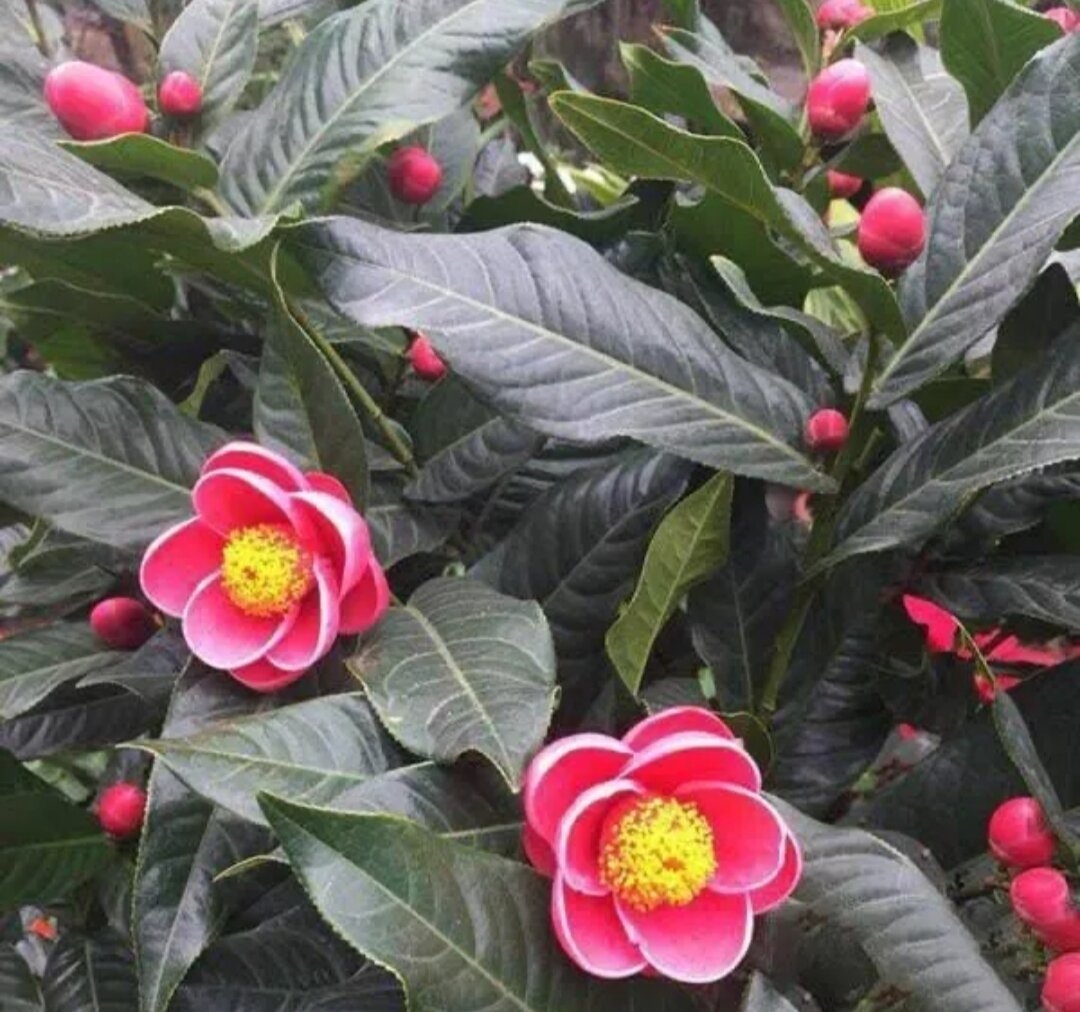 Cây giống hoa hải đường (1 cây)